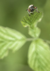 .SPORNBLATTRÜSSLER (PHYLLOBIUS CALCARATUS)