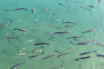 fishes mullet school in mediterranean saltwater