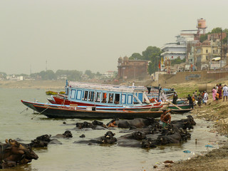Varanasi - Buffalo bath 1