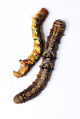 Raupe des Großen Frostspanners (Erannis defoliaria)