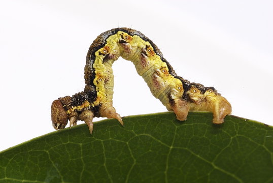 Raupe des Gro&szlig;en Frostspanners (Erannis defoliaria)