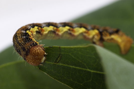 Raupe des Gro&szlig;en Frostspanners (Erannis defoliaria)