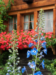 Fototapeta na wymiar Fleur bleue devant un chalet fleuri en montagne