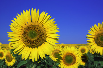 Obraz premium Sunflower