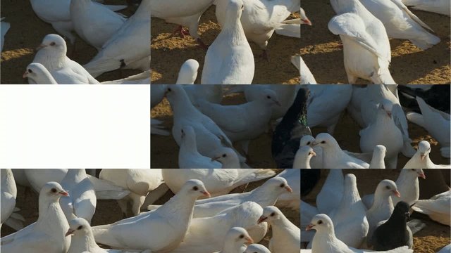 Puzle de palomas
