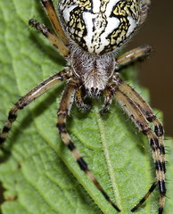 Eichblatt-Radspinne (Aculepeira ceropegia)
