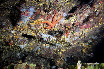 fondale marino diving