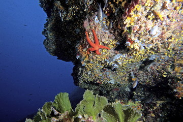 stella marina diving