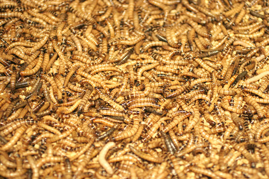 Closeup Nature Insect Larva
