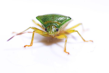 Bunte Blattwanze (Elasmostethus interstinctus)