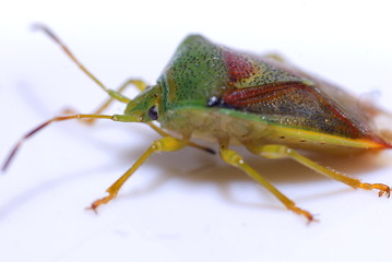 Bunte Blattwanze (Elasmostethus interstinctus)