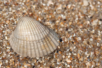 Shell