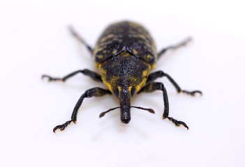 Naklejka premium Rüsselkäfer (Larinus Sturnus)