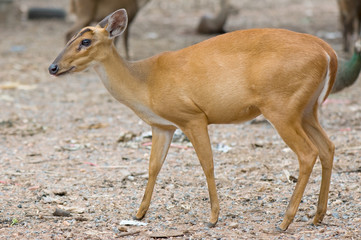 barking deer