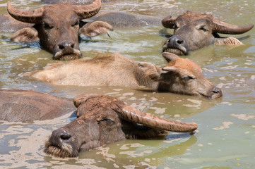 group of buffalo