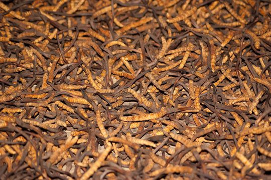 Raupenpilz