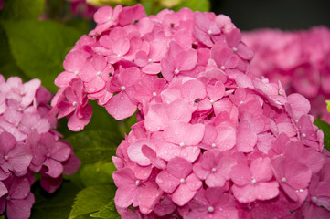 Hortensie im Garten...