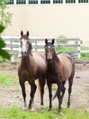 Fototapeta premium horses