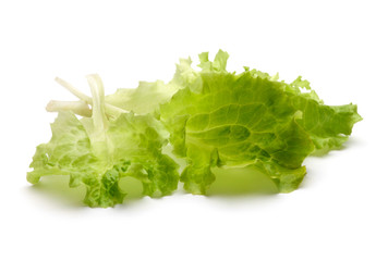 leaf fresh lettuce isolated
