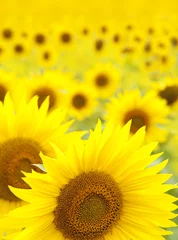 Aluminium Prints Sunflower sunflowers background
