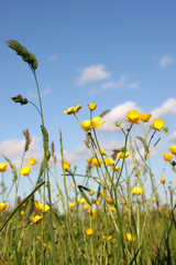 Meadow Buttercups
