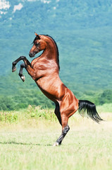 bay arabian stallion rearing - 24626502