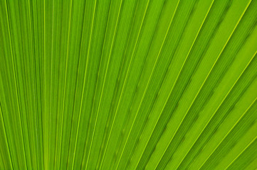 Obraz premium Feuille de palmier - Washingtonia