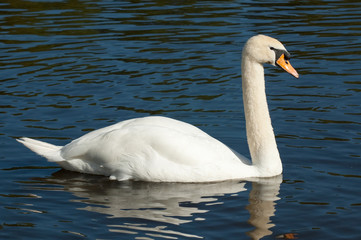 profile of adult swan on water