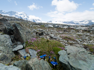 Fleurs de montagne devant les glaciers