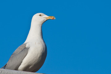 Seagul