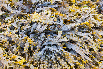 Seaweed