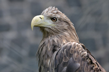 Seeadler