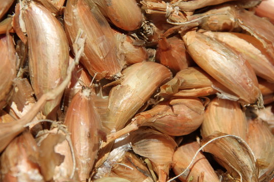 &eacute;chalote