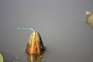 libellule sur nénuphar © MrEddy