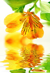 Panele Szklane  Świeża żółta lilia