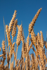 Obraz premium Reife Weizenähren vor blauem Himmel, Wheat stems