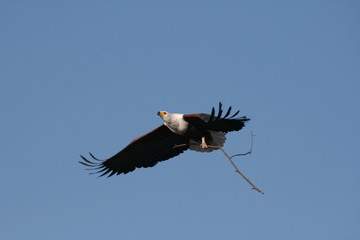 Afrikanischer Seeadler