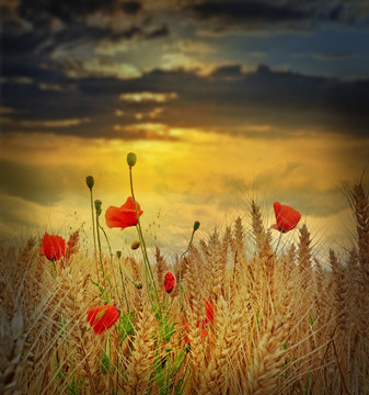 field with wheat and poppies in the sunset time