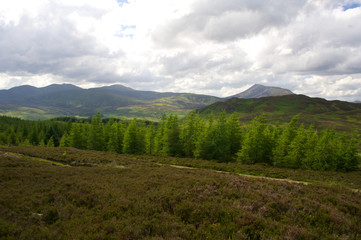 Fototapeta na wymiar Perthshire Forest, Scotland