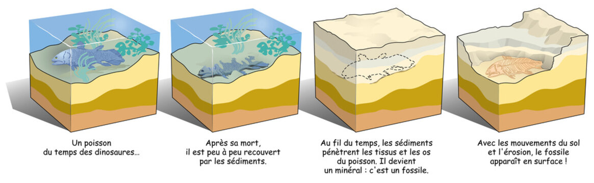 Terre - La formation d'un fossile