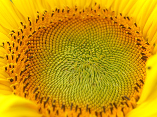 Sonnenblume