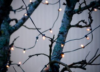 Lights in a tree - obrazy, fototapety, plakaty