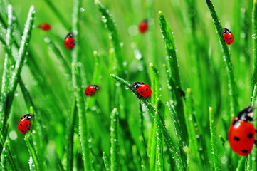 Dew on  green grass