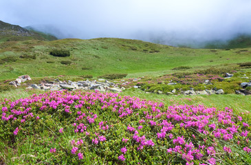 Fototapeta premium Rhododendron flowers in summer mountain