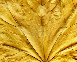 Maple leaf background