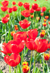 Red tulip flowers
