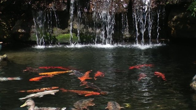 the pond