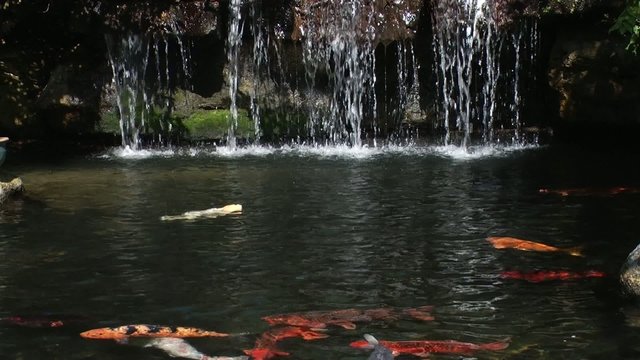 koi pond