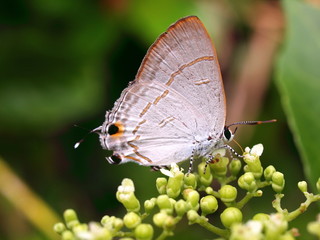 Fototapeta na wymiar Butterflies of Vietnam, island Phu Quoc, Mango bay 9
