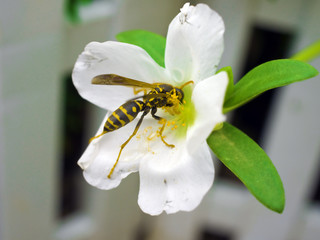 Flower & Bee